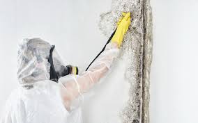 Mold Removal for HVAC Installations in Robertsville, NJ